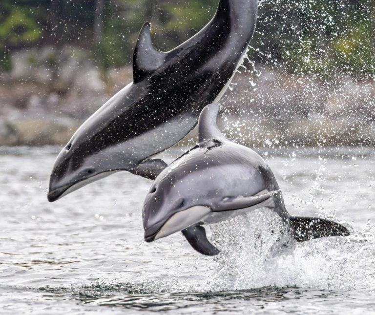 ‘Incredible’ dolphin encounter north of Campbell River for wildlife photographer