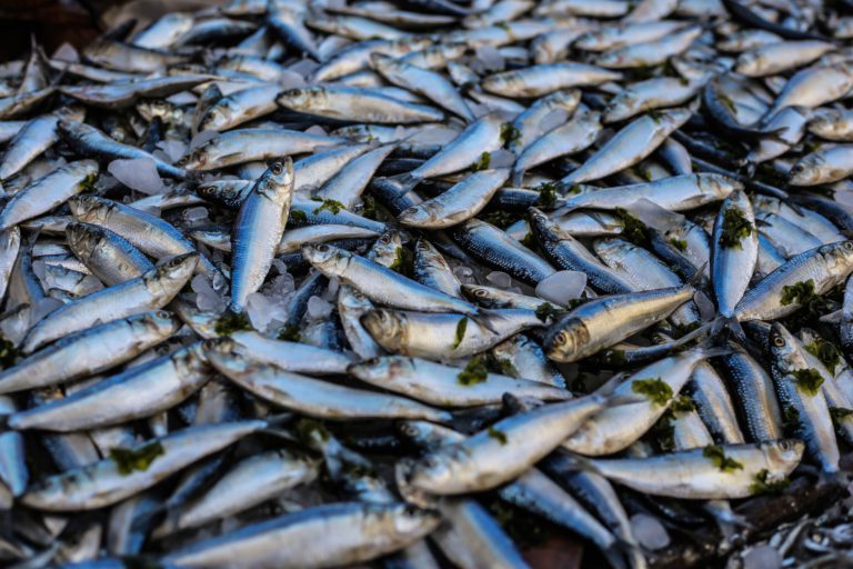 Extreme heat could destroy six percent of Canada’s fish catches: UBC study