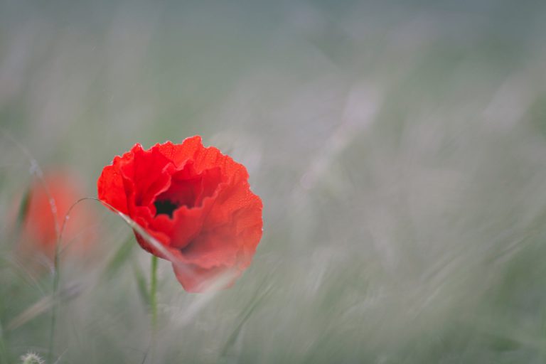 ‘I couldn’t believe what was happening’: Island man at Kelowna Remembrance Day service