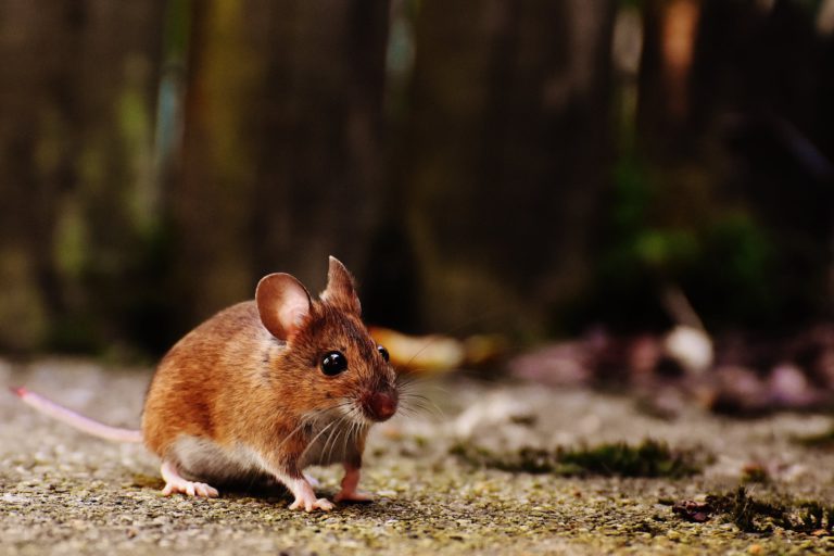 Nanaimo among B.C. cities with the most rats