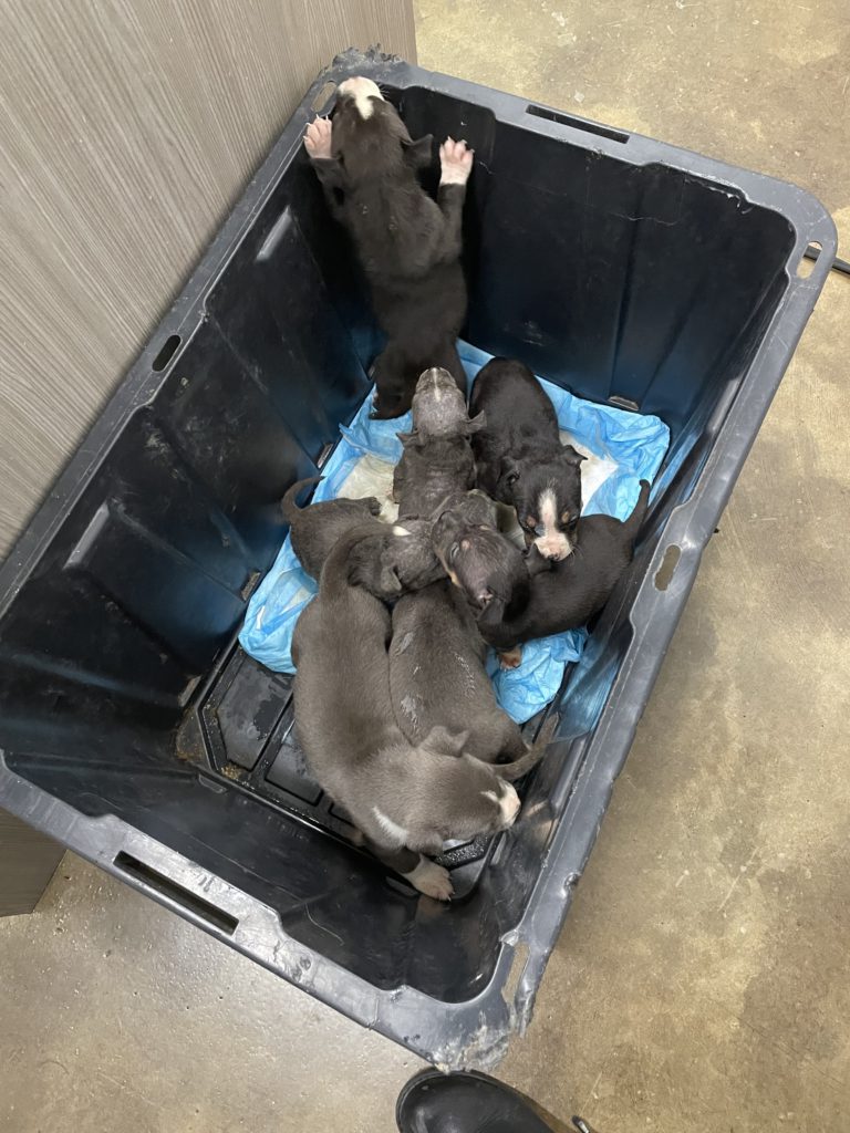 Nanaimo SPCA requests help in veterinary treatment for puppies