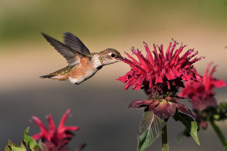 Vancouver Island birds struggle during cold snap