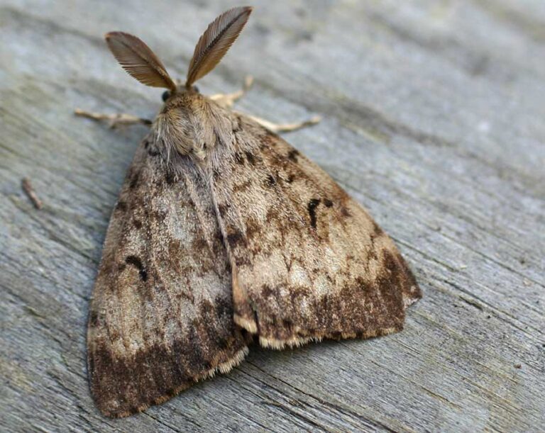 Spring Moth spraying set for Nanaimo and Qualicum Beach