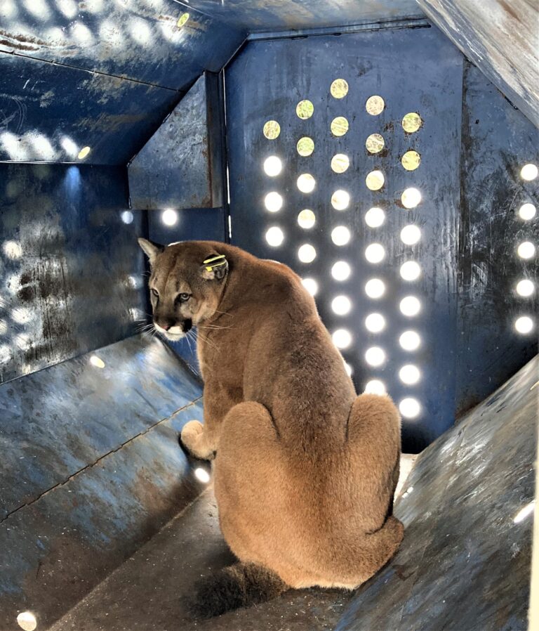 Wandering cougar found in Nanaimo daycare parking lot