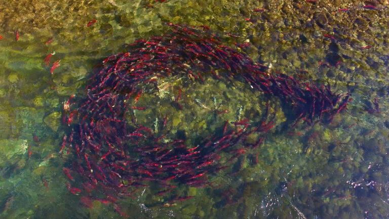 Documentary shows Indigenous partnership to rebuild wild salmon