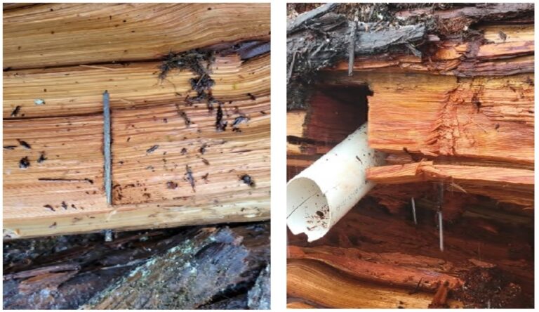 RCMP Investigating Spiked Tree in Fairy Creek Watershed