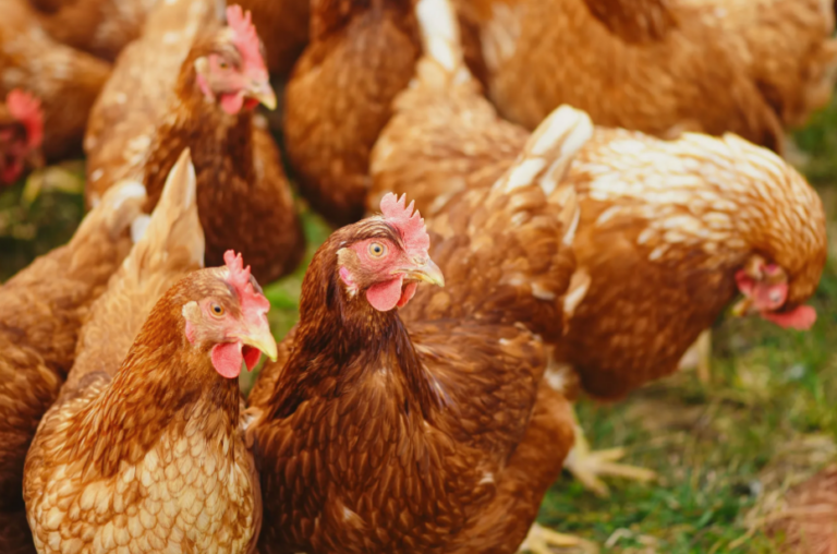 Provincial health order lifted on poultry farms