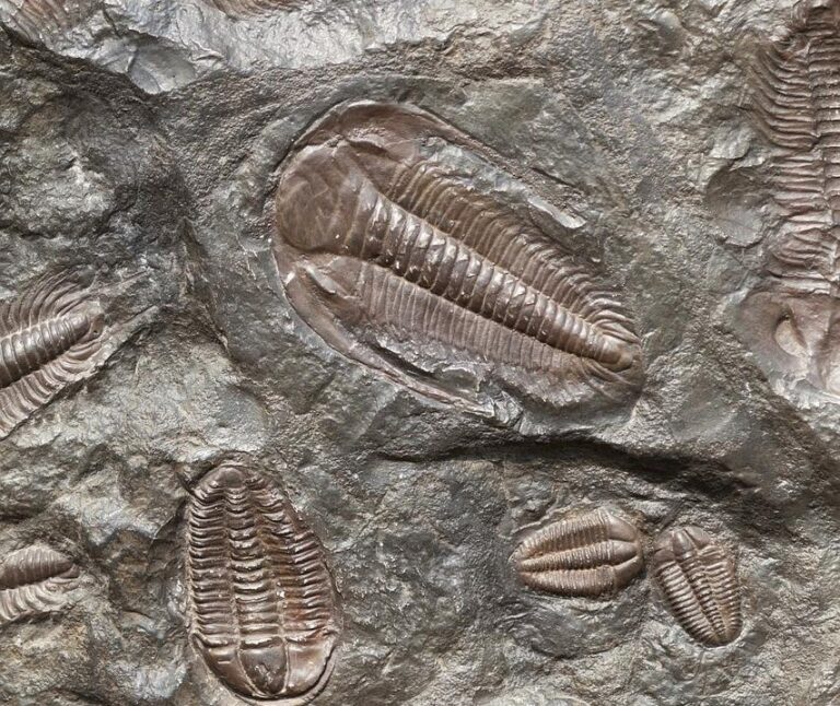 Removal of Burgess Shale fossils leads to $20,000 fine for Quebec man