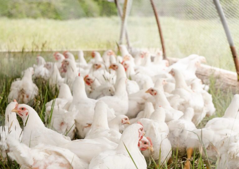 Avian Flu on the Sunshine Coast