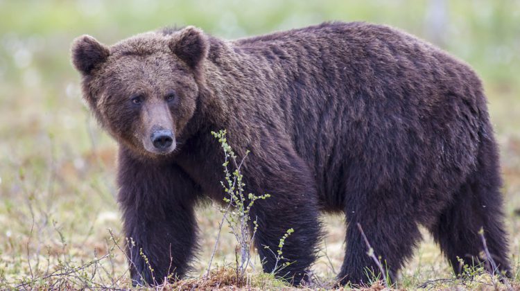 Grizzlies viewed during ecotours not likely to get into human conflict, says new study