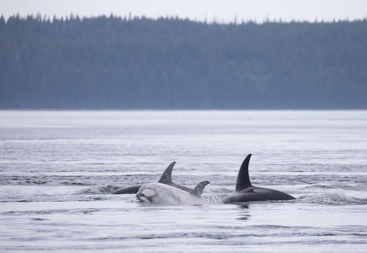 Rare white orca spotted near North Vancouver Island