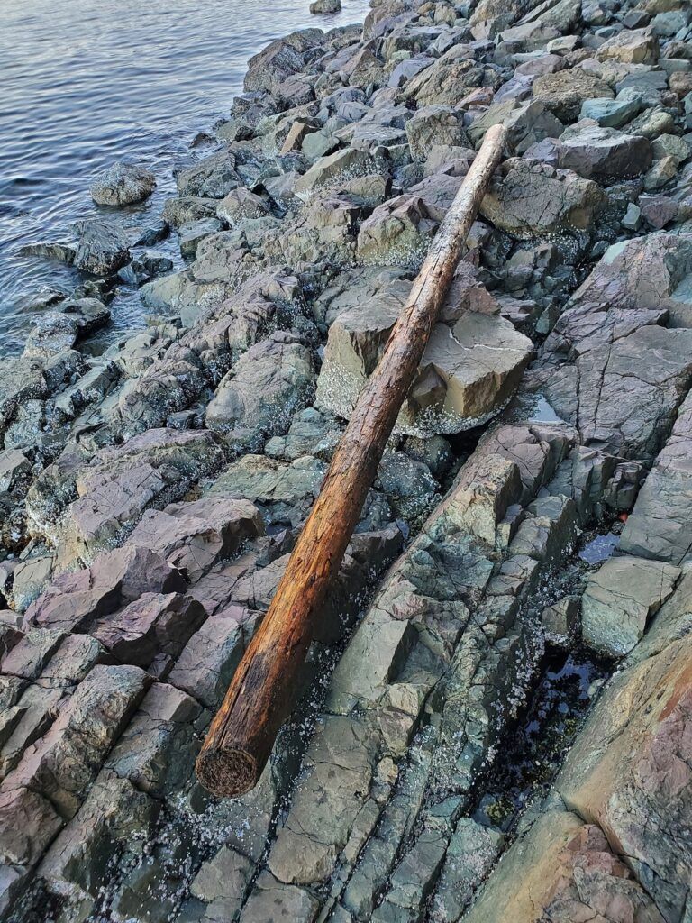 Kayakers uninjured after being hit by log