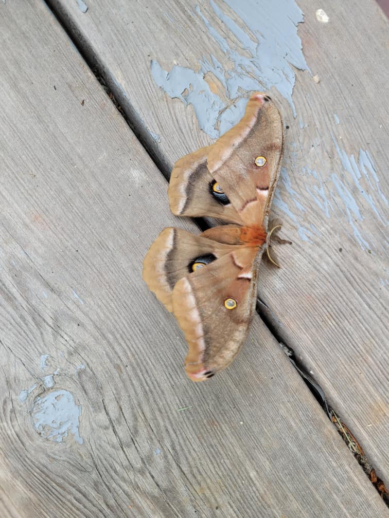 Polyphemus Moth