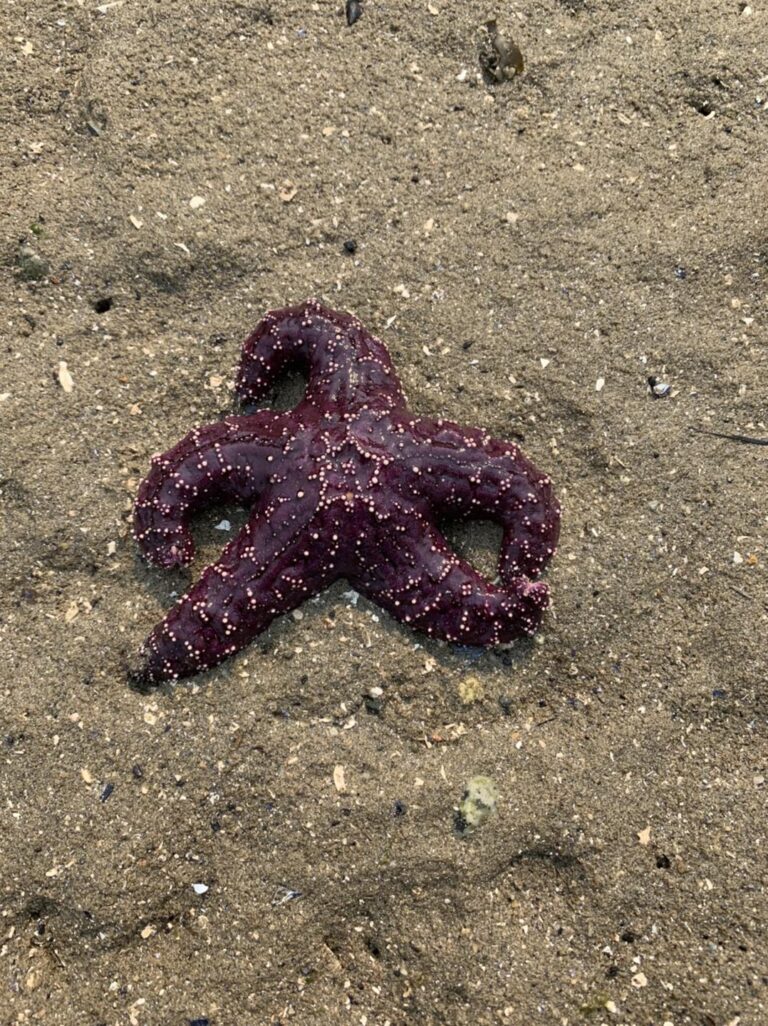 Purple Sea Star or Ochre Starfish