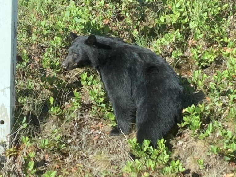 The Black Bear