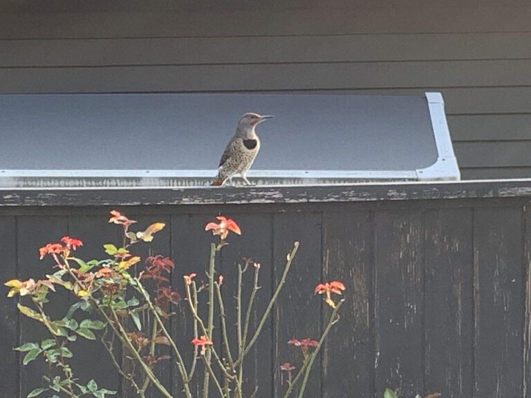 Red Shafted Northern Flicker (male)