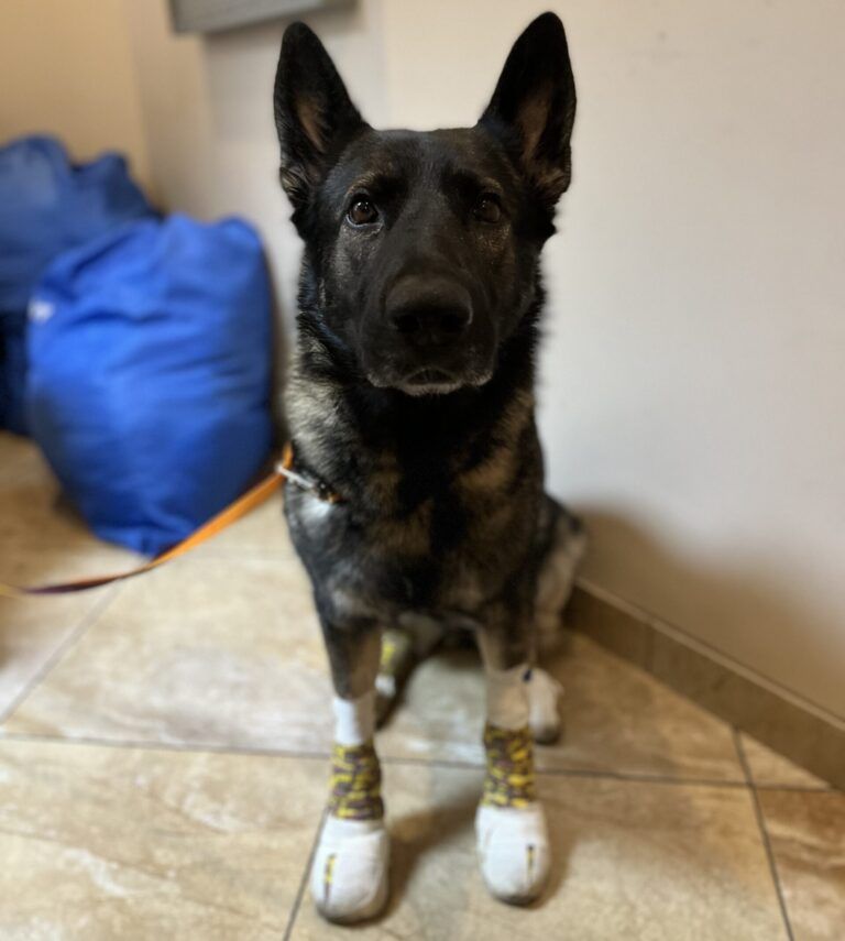 German shepherd recovering after being dragged behind truck in Nanaimo