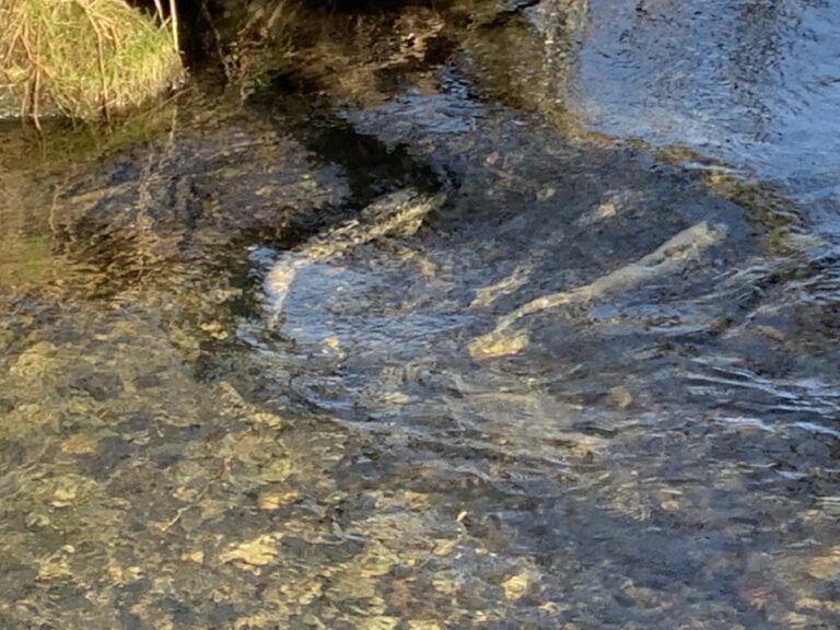 Chum Salmon