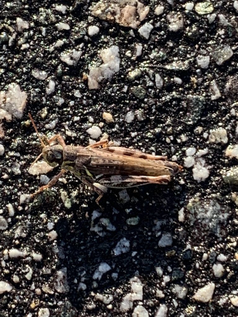 Spur Throated Grasshopper