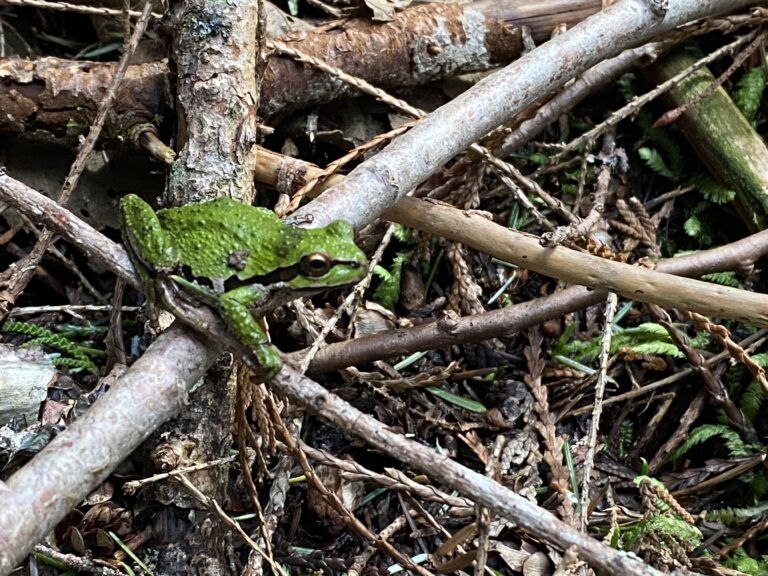 Pacific Chorus Frog