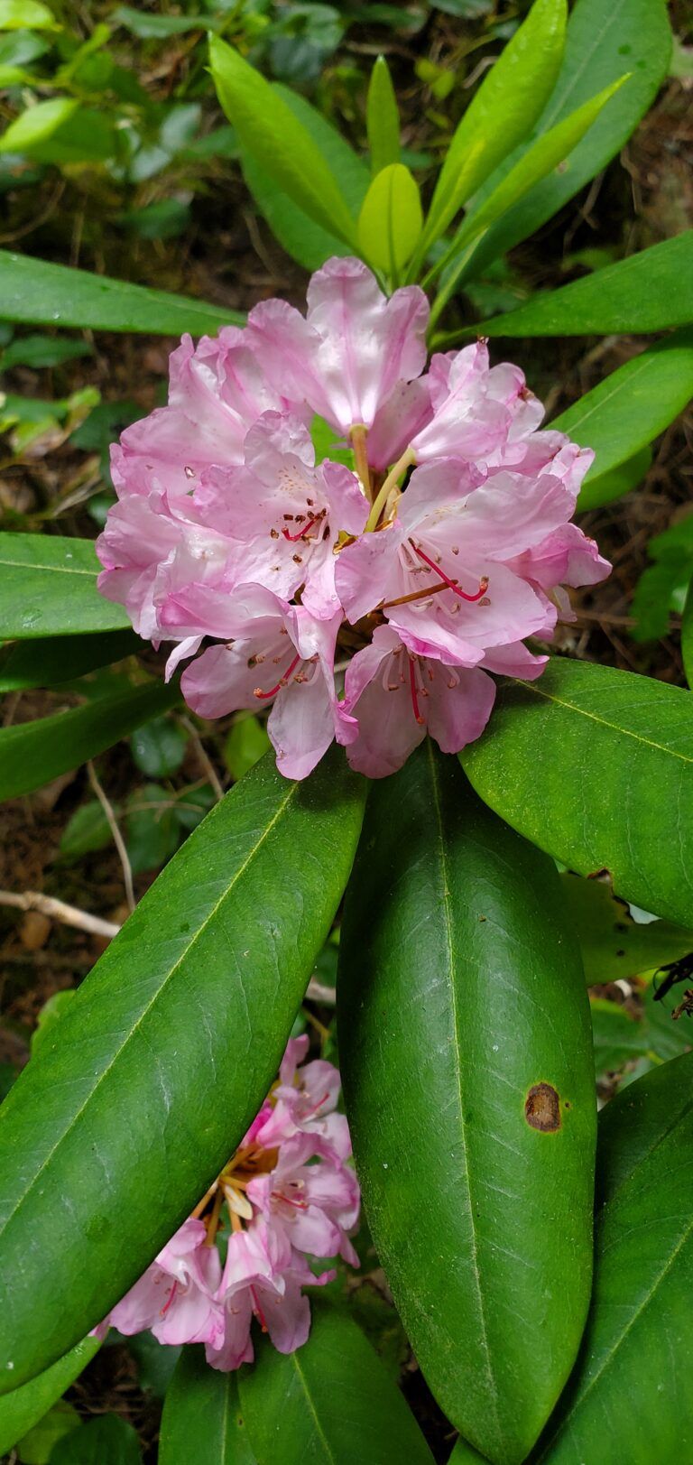 PACIFIC RHODODENDRON