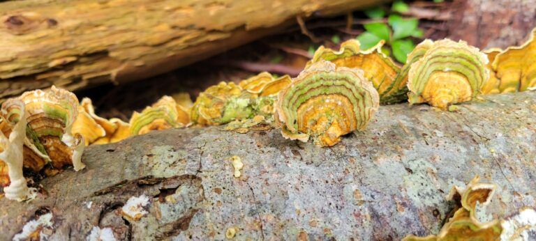 Turkey Tail Fungi