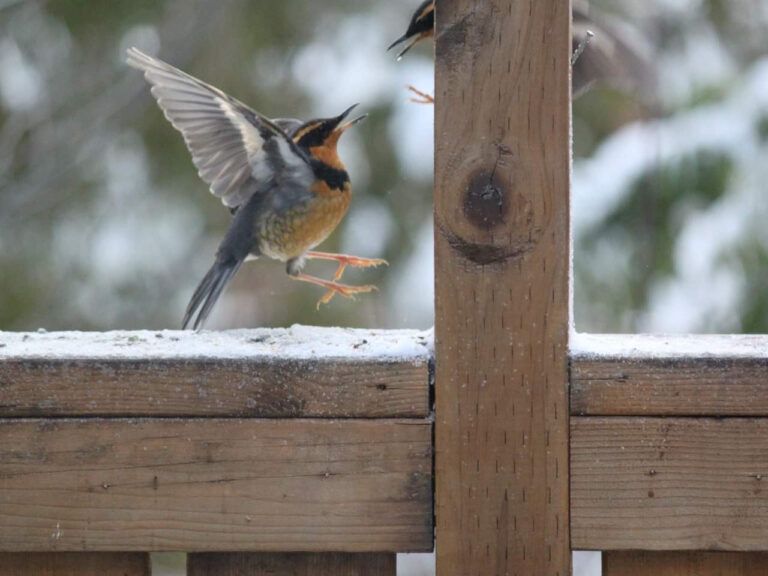 Varied Thrush