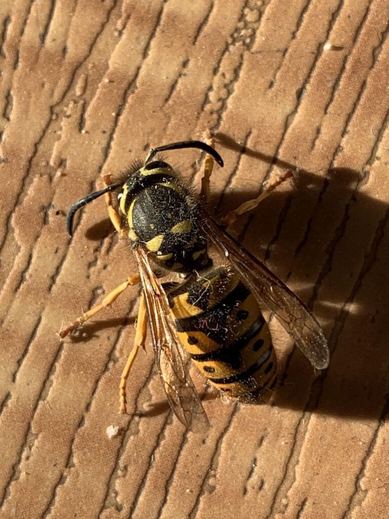 WESTERN YELLOW JACKET