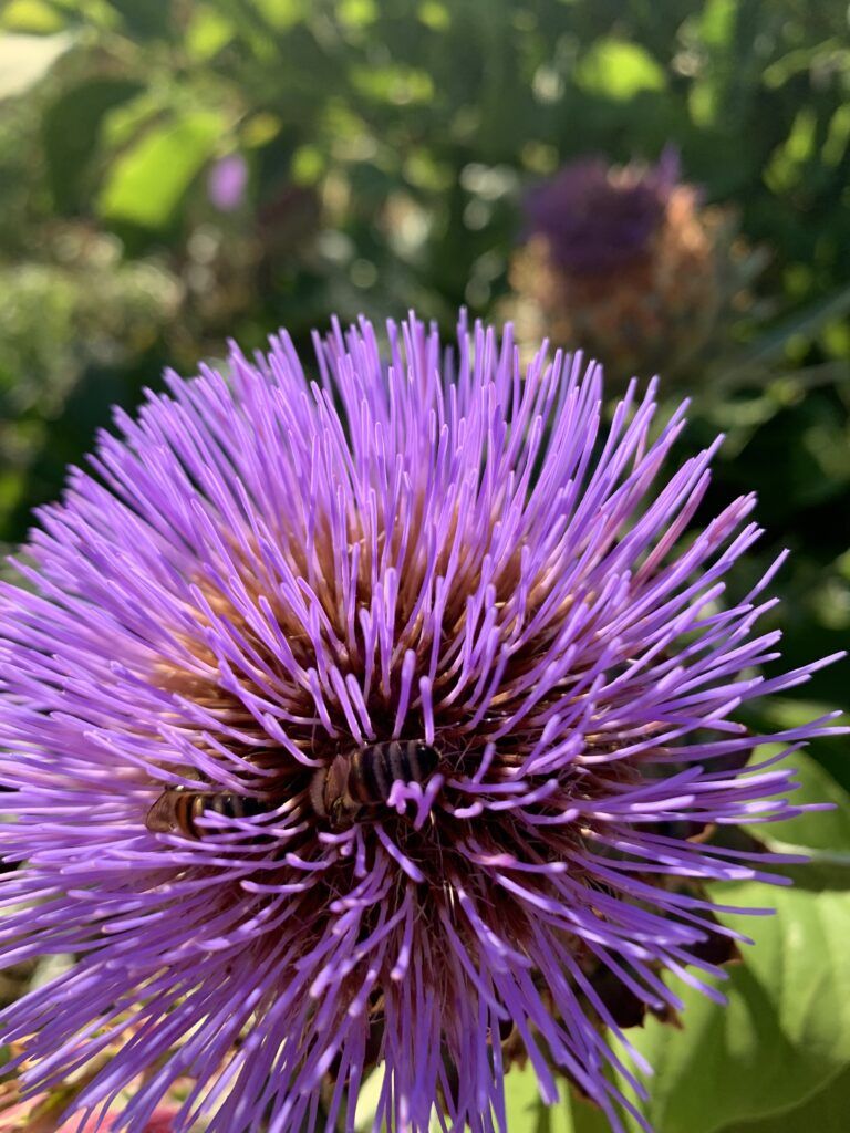 Cardoon