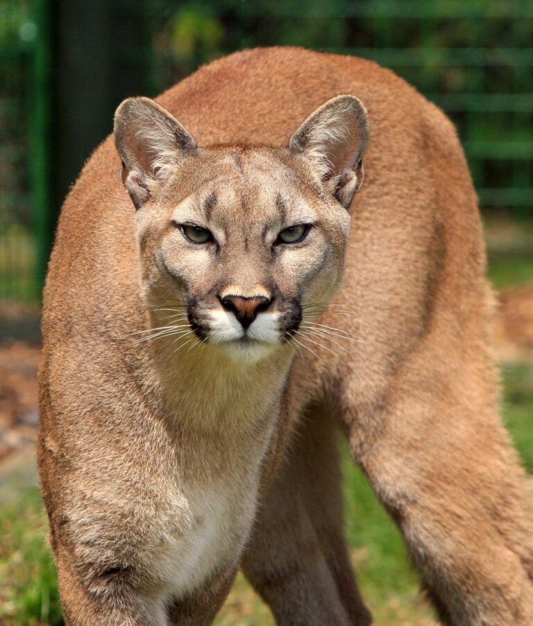 A bump up in Cougar sightings is expected for the Spring on Vancouver Island