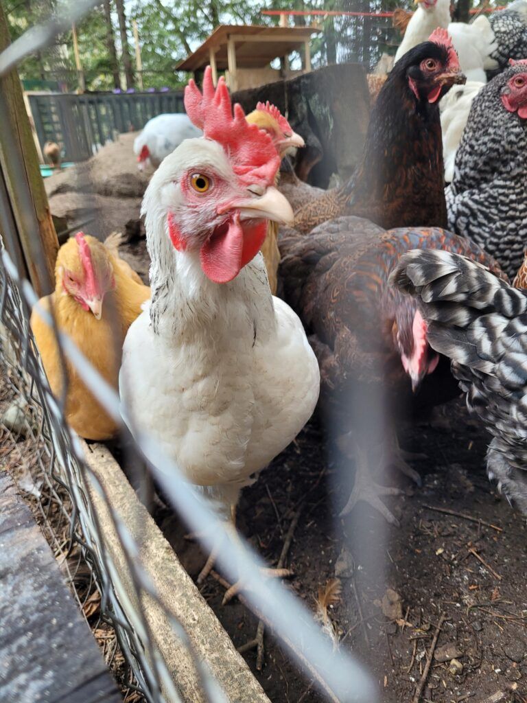 Southern Nanaimo farm looks for materials to fix old barn