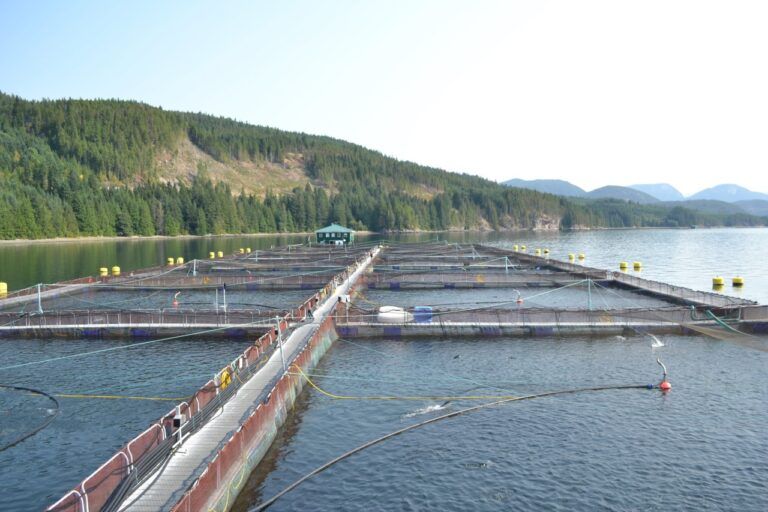 Ministers meet with First Nations to discuss salmon farm transition plans