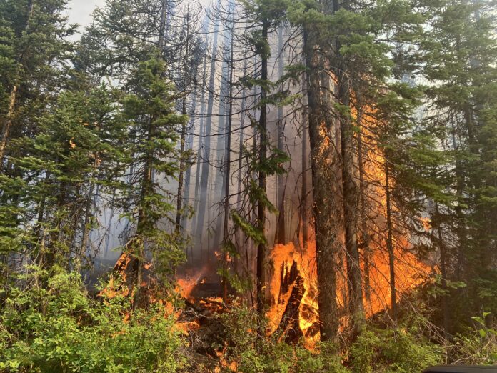 Over 1,680 wildfires took place in BC throughout 2024