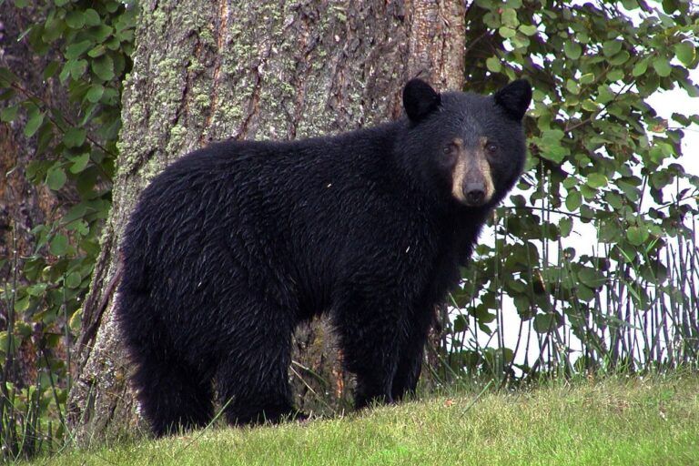 Conservation officers urge Nanaimoers to be extra vigilant with trash to protect bears
