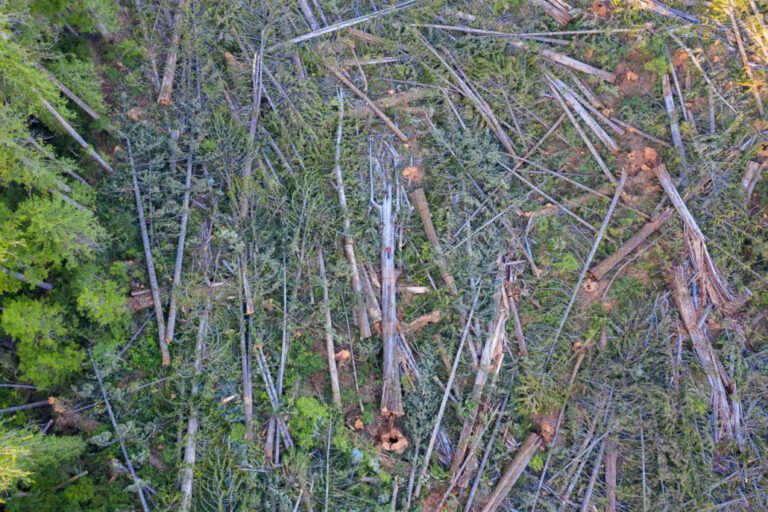 Old growth cedars harvested because of database errors, says environmental group