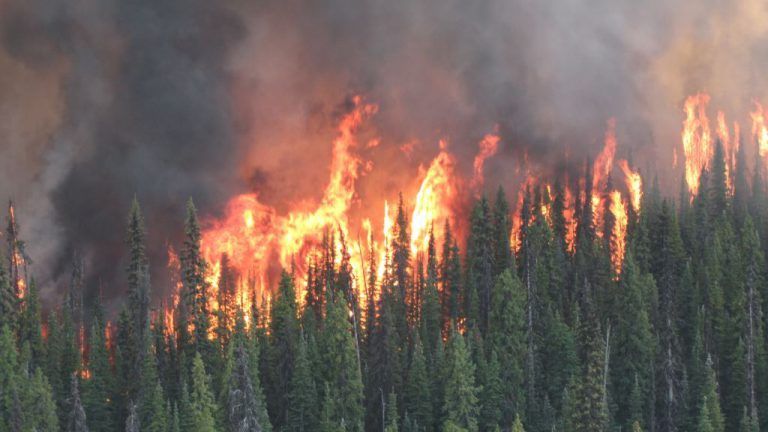 Over 1% of Canada’s forests burned the past few weeks, officials say aging trees big factor