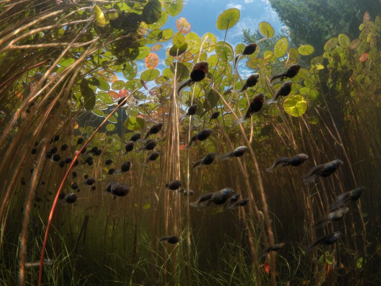 Vancouver Island filmmakers’ tadpole sequence part of Netflix’s Our Planet II