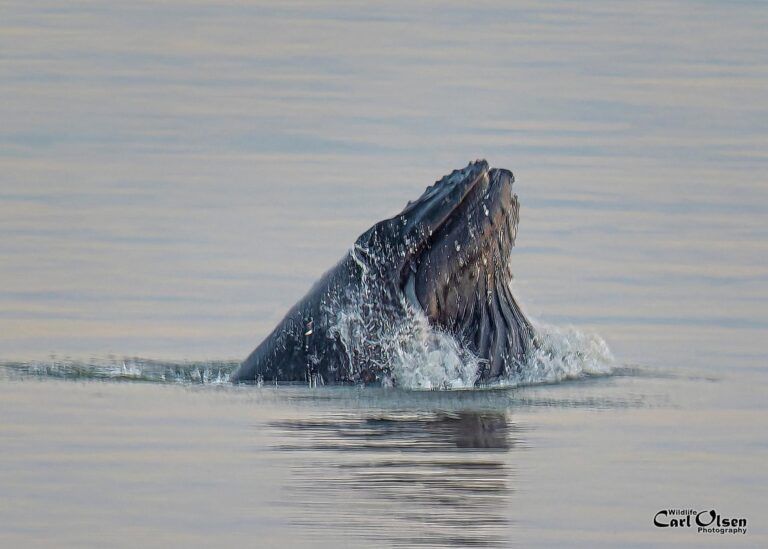 HUMPBACK WHALE