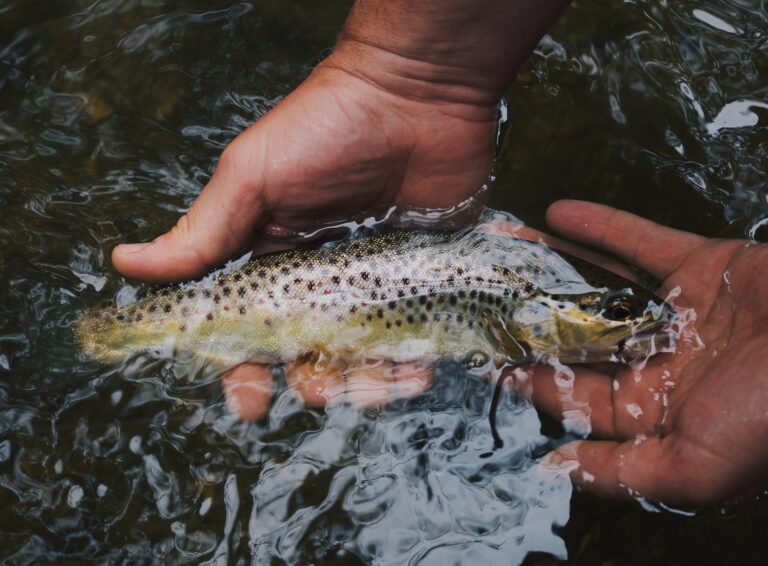 Duncan trout hatchery opens it’s doors to the public this weekend