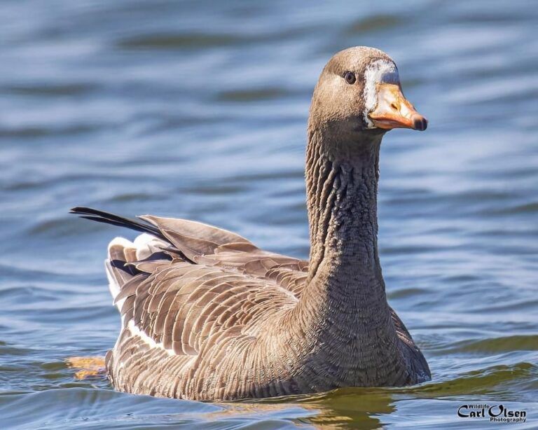 Greater White-fronted Goose