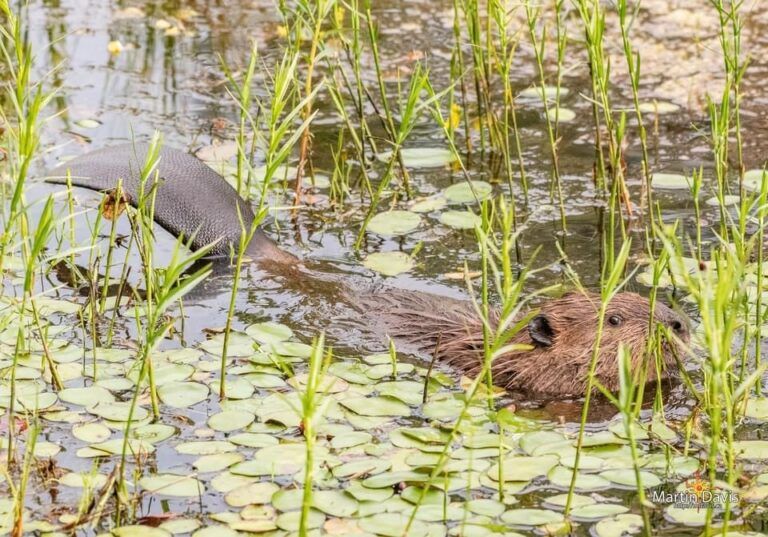 BEAVER