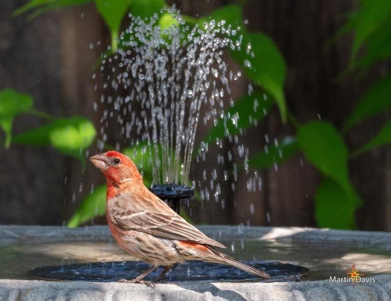 RED HEADED HOUSE FINCH