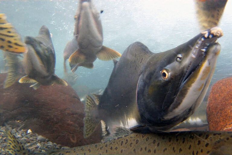 Pink salmon hatcheries, climate change harming other species: study