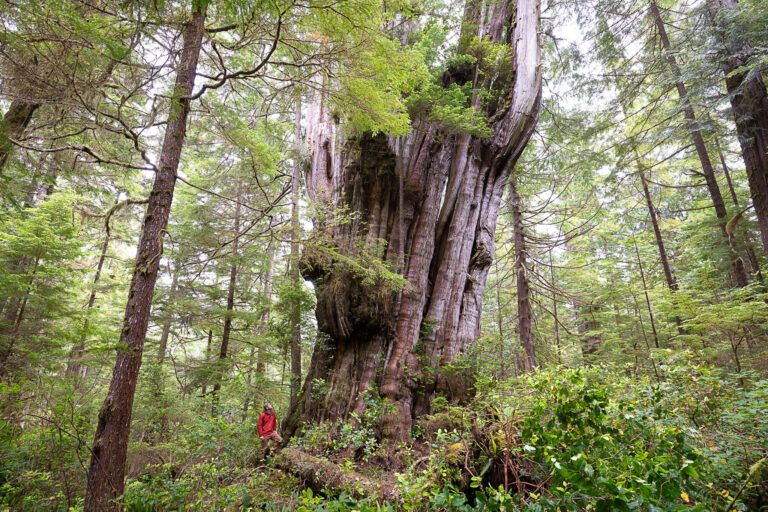 ‘It quite literally looks like a rock wall,’: Photo of huge tree captured near Tofino