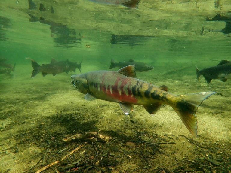 Chapman Creek Hatchery gets upgrades to help with salmon production 