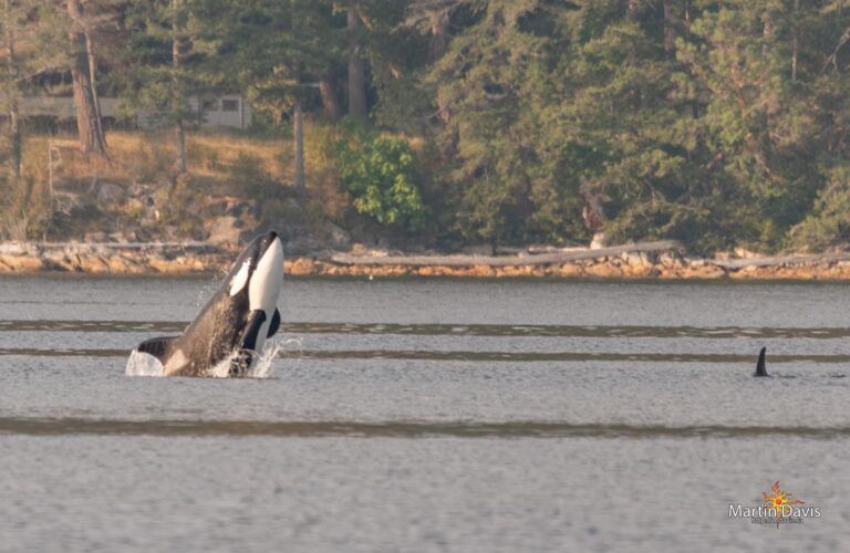 ORCA WHALES