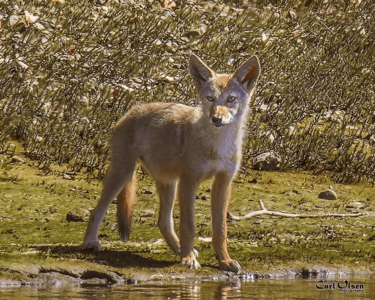 BABY COYOTES!