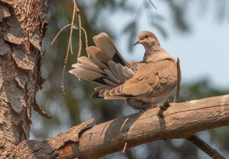 Eurasian Collared Dove