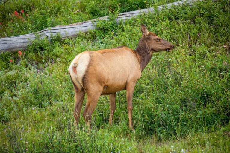 Vancouver Island man fined over $5,000 after illegally killing Roosevelt elk