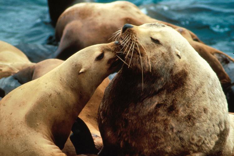 Steller sea lions under scrutiny in new DFO-funded research project